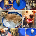 Dog Foldable Swimming Pool
